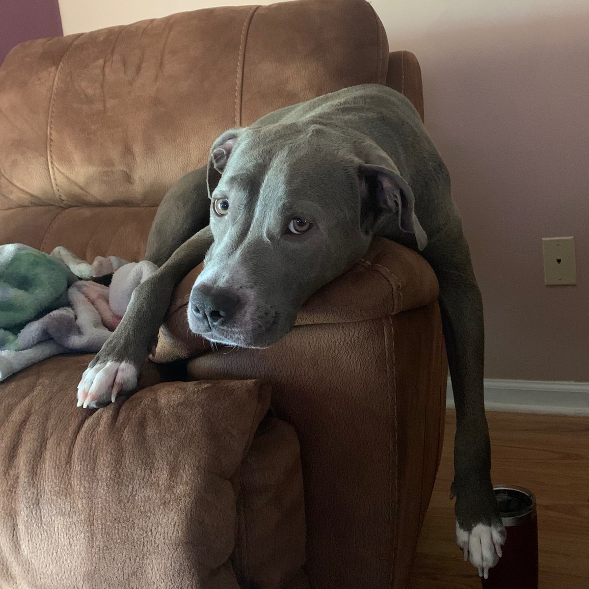 What hurry cane? We are still here and didn’t blow away ❤️❤️❤️❤️🐶🐾 #dogs #dogsoftwitter