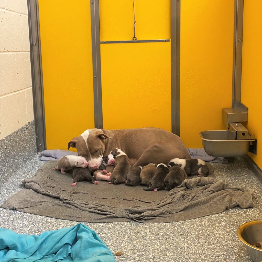 ‼️ 𝐏𝐀𝐂𝐂 𝐢𝐬 𝐨𝐯𝐞𝐫 𝐜𝐚𝐩𝐚𝐜𝐢𝐭𝐲 𝐚𝐠𝐚𝐢𝐧 ‼️
Yesterday, PACC took in 75 dogs &amp; 43 cats. 
Two mama dogs came in with 𝐍𝐈𝐍𝐄 puppies each.
Today there are 𝟒𝟗𝟎 dogs &amp; 𝟏𝟎𝟐 cats at #PACC
The dog population needs to be under 𝟒𝟓𝟎.
Please help! #Foster or #Adopt