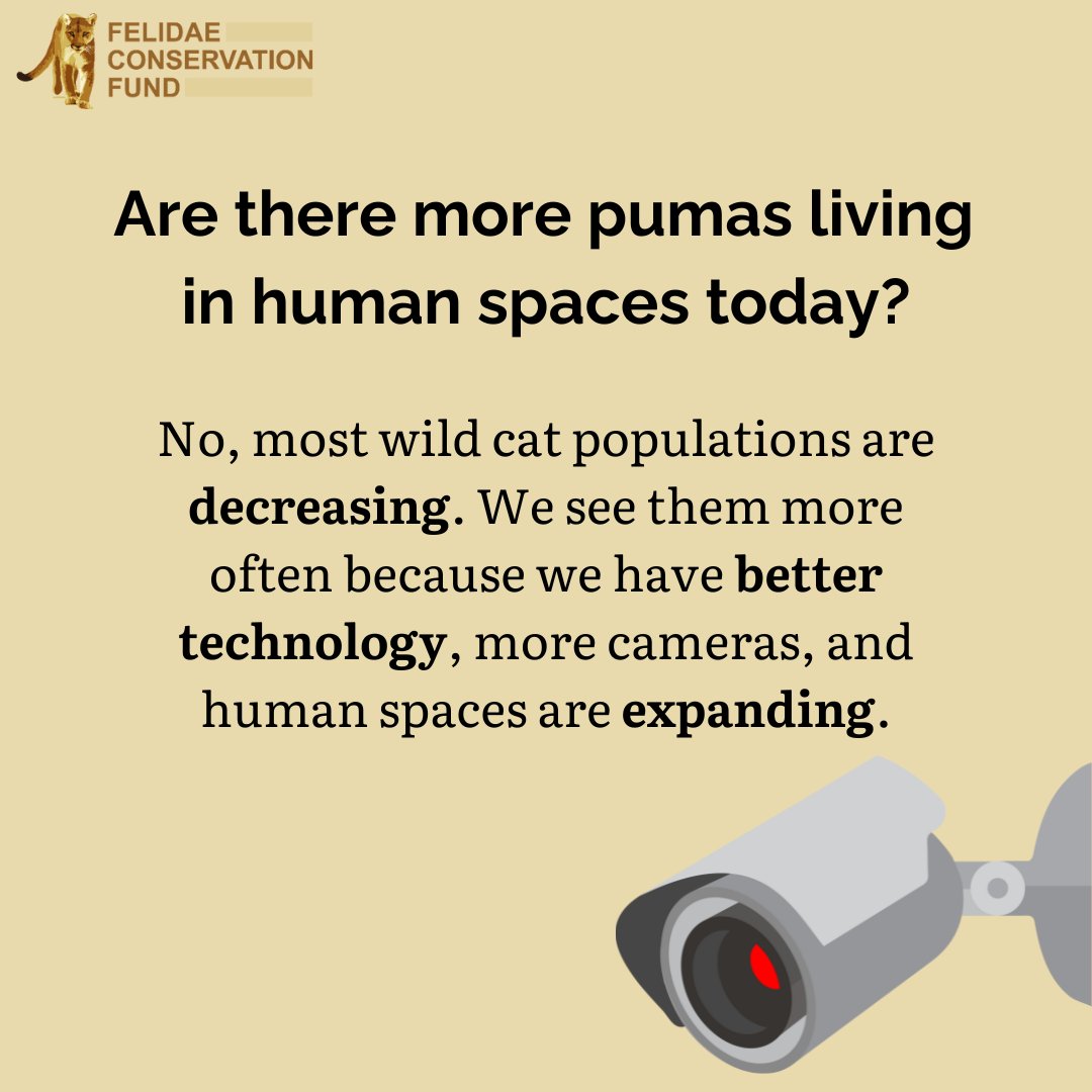 FelidaeFund's tweet image. Let's learn about something that many of us experience in our daily lives- the urban edge! #urbanedge #wildcat