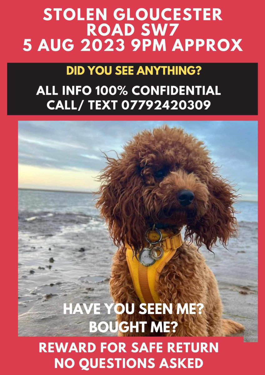 janetevansRBKC's tweet photo. We have had 2 sightings of Milo! The manager @TescoExpress SW7 and @metpoliceuk Courtfield Ward are helping This is our second petnapping #StealingPetsRuinsLives #BringMiloHome DM me or 👇 https://t.co/FrezNMLNun