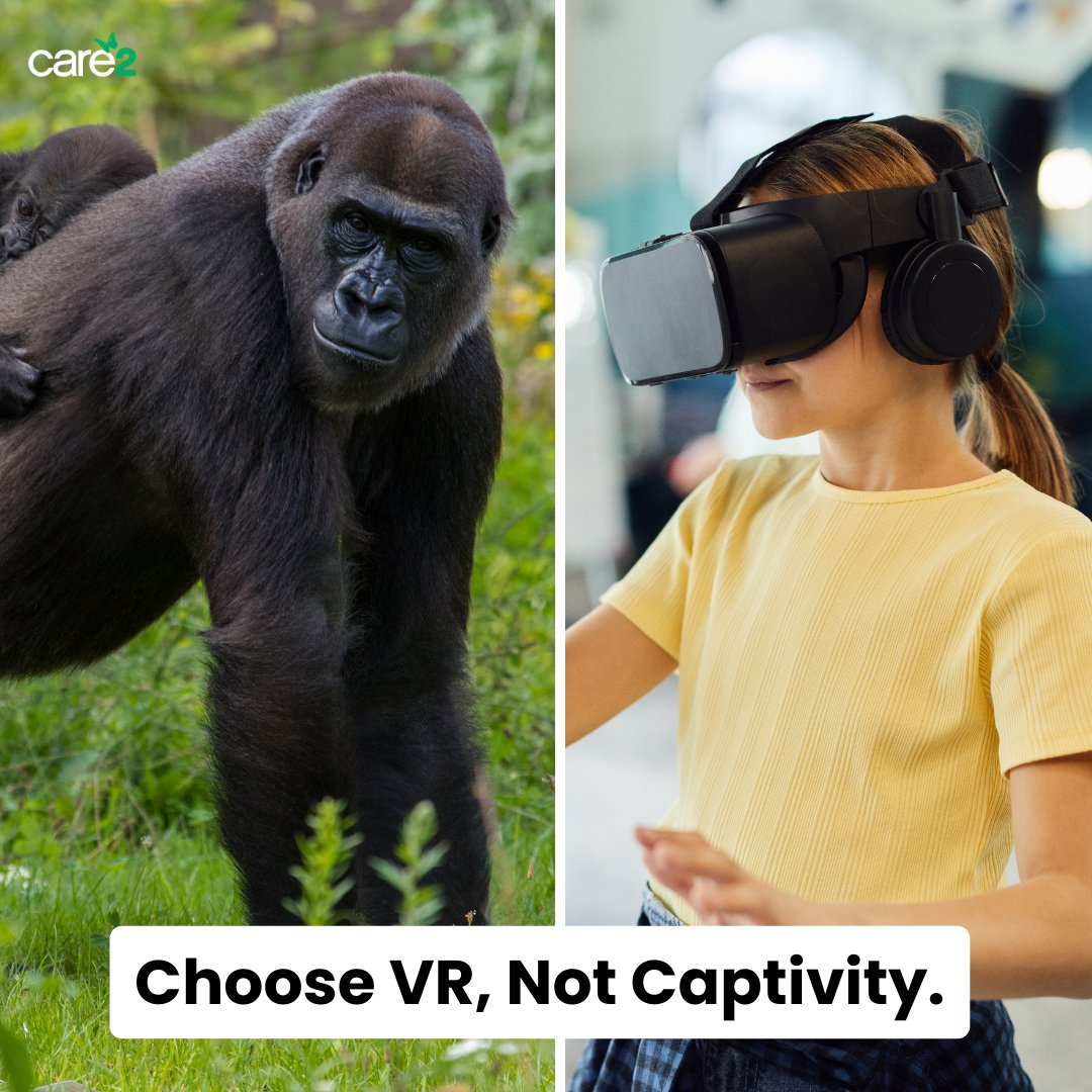 For National Zoo Awareness Day, let's acknowledge that zoo animals endure captivity for human entertainment. Zoos should follow Oklahoma City Zoo's example by using VR to promote animal awareness without entrapment or unneeded stress. ➡️ brnw.ch/21wC8cf