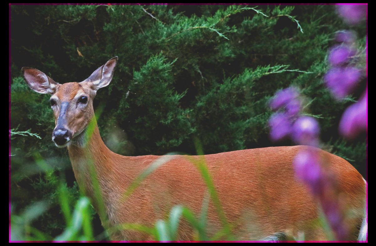 Queen

---------

Canon 5D Mark IV
70-200mm

#photography  #wildlifephotography  #deer