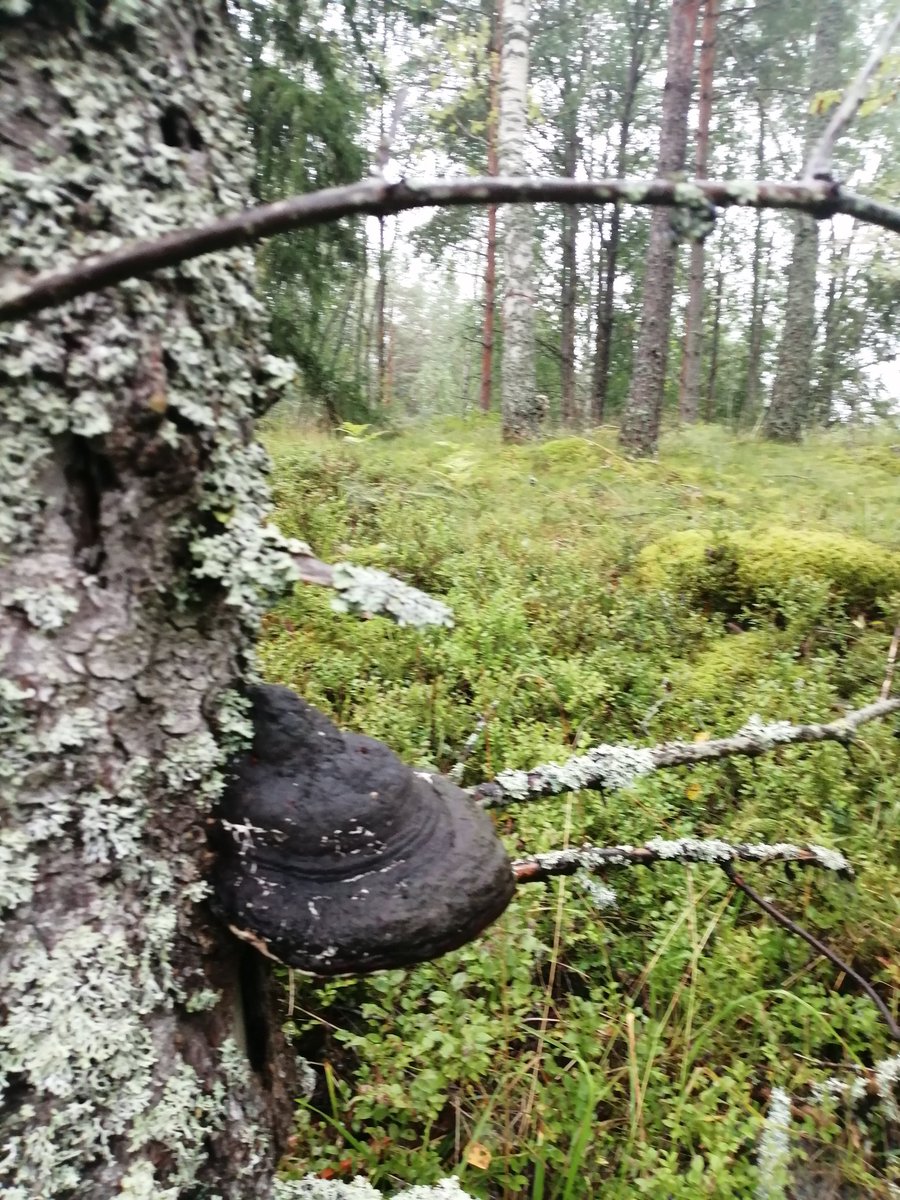 Sateinen lähimetsä🌲🌲🌲☔