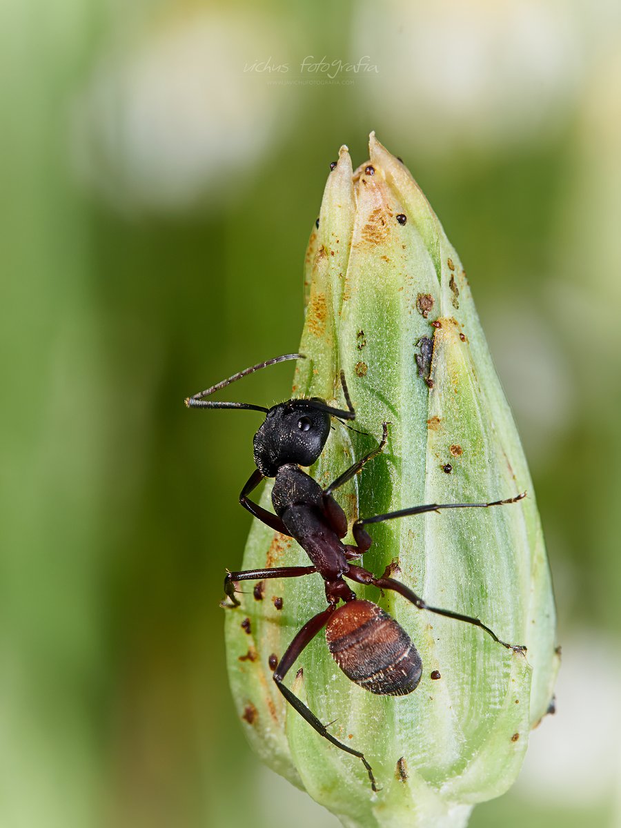 Cuando te acercas todo parece más grande. ¿Cómo nos verán ellas? ¿Seremos gigantes a su lado?
#fotografiamacro #esolympus #olympusmacro #vichusfotografia #macrovichus #naturaleza #zuiko60mm