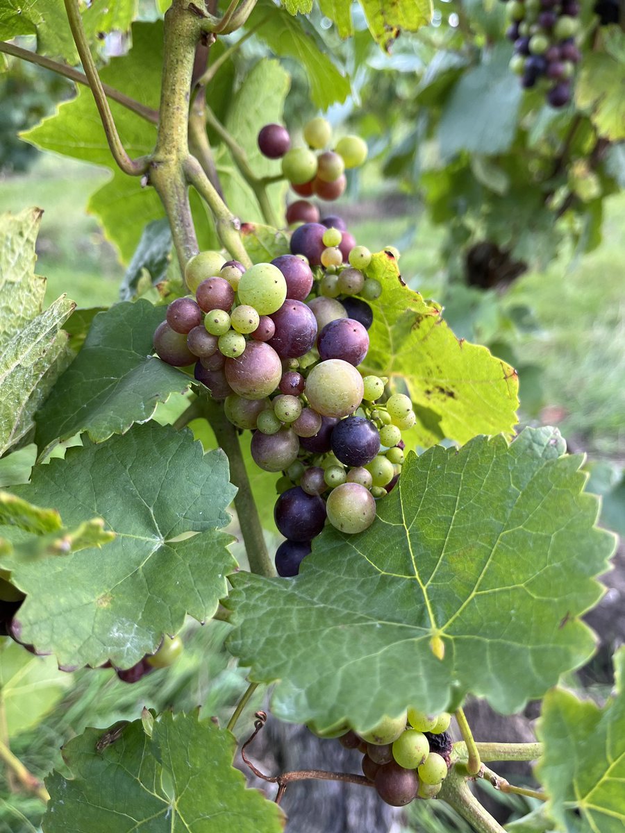 MWdrinkswine's tweet photo. Wonderful day at @NewHallWines grape sampling  2023 harvest, meeting the #V23 team and tasting the new release wines. 

Thank your Lucy &amp; Andy for having the Brand team for the day! 
@hnwines #Englishwine #crouchvalley https://t.co/Cbkz3vI0Yg