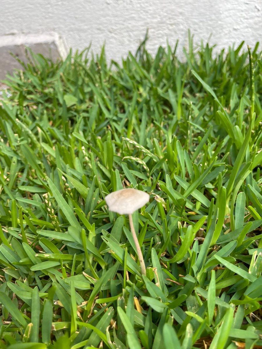 marifercazaresc's tweet photo. Hola @Fungi_Cosas, salieron estos hongos en el patio de mi tía, que son? Son peligrosos? https://t.co/qGsJGLuv5O