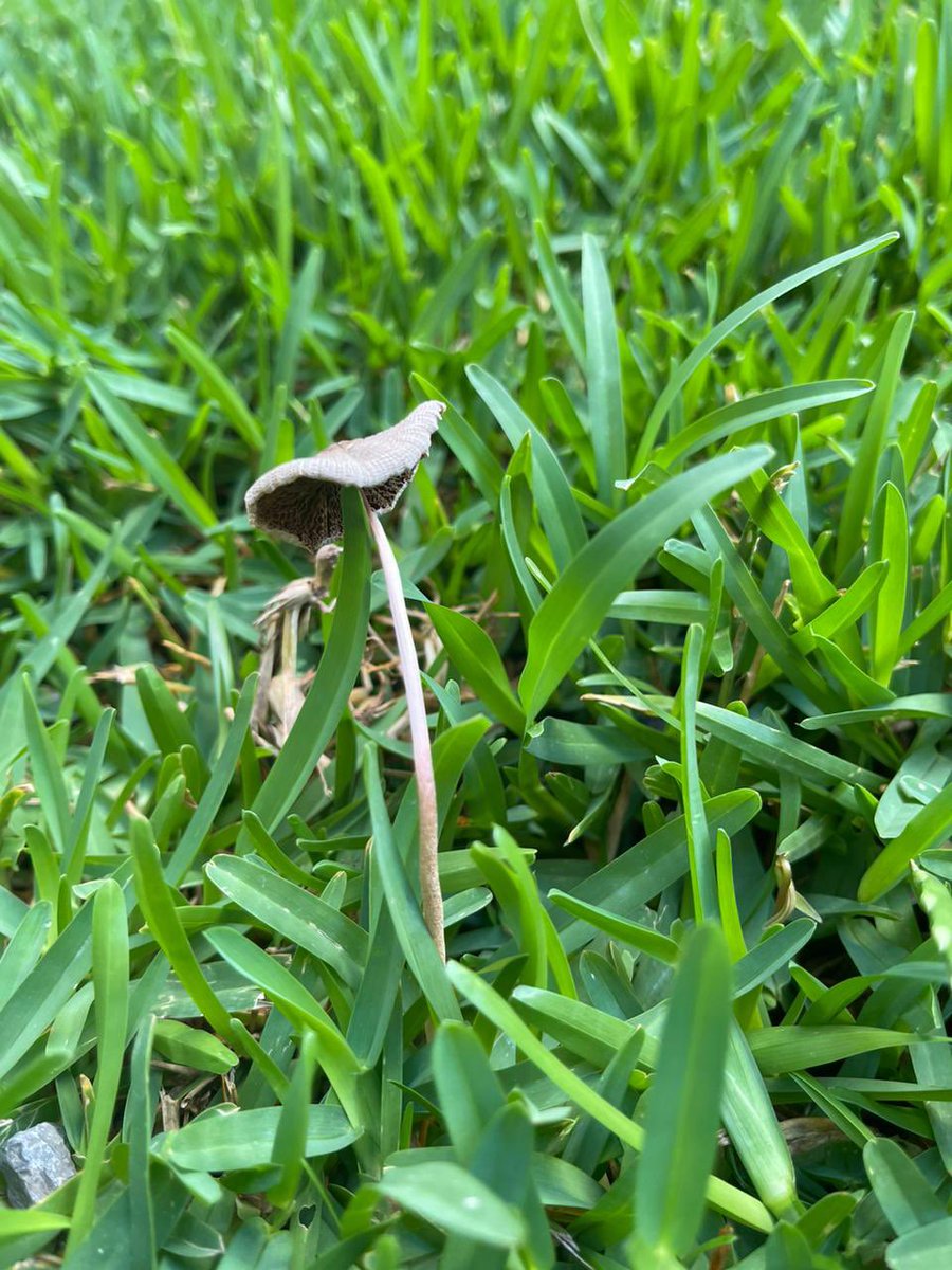 marifercazaresc's tweet photo. Hola @Fungi_Cosas, salieron estos hongos en el patio de mi tía, que son? Son peligrosos? https://t.co/qGsJGLuv5O