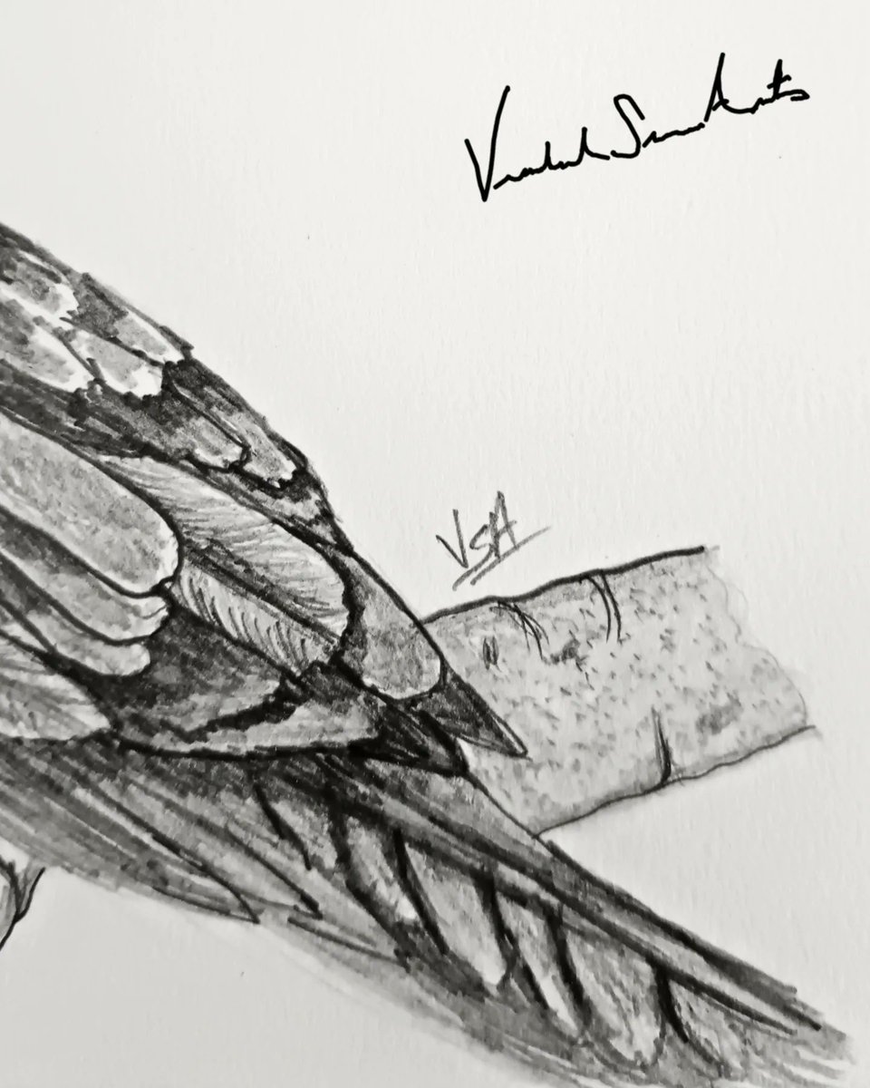 vishalsurvearts's tweet photo. 'Javan Hawk-Eagle'
My Graphite Portrait of this beautiful endangered bird species from 🇮🇩.
B&amp;W Wildlife artwork #9
#Eagles
#birds #nature #pencilsketch  #Indonesia #wildlife #MumbaiCity #art #viralvideo #FlyEaglesFly #Hawks https://t.co/1T2oY8APxp