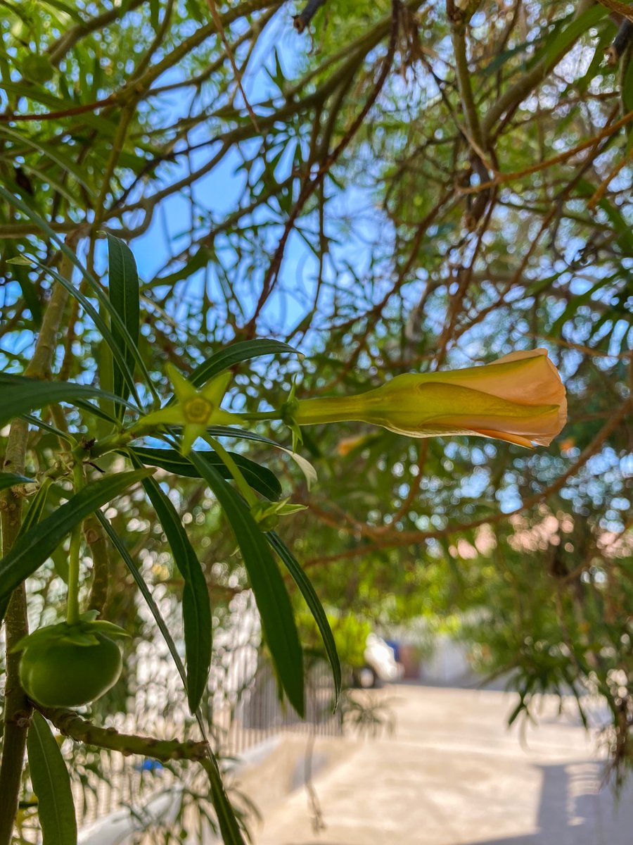 thedividingline's tweet photo. #Estrella.
#SanFelipe #BajaCalifornia #México #TravelPhotography #NaturePhotography #Garden #Star #HiddenStar #Beauty #Detail #Perfect. https://t.co/pipjGfttJl