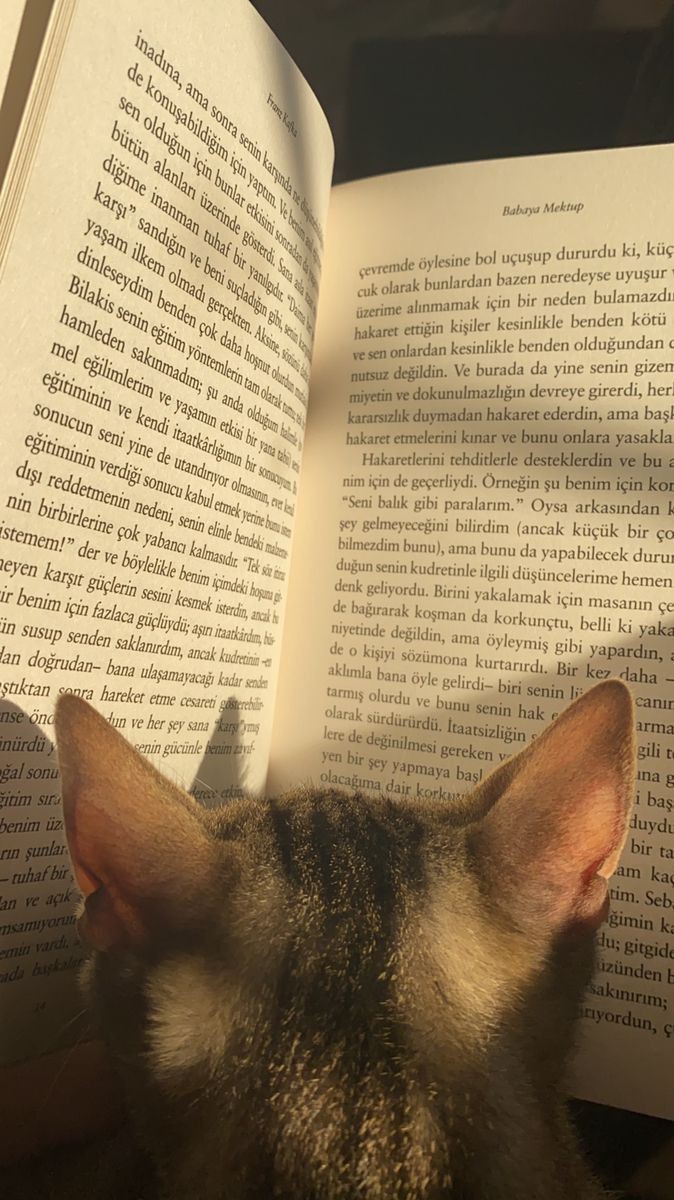 я так рада, что с котами намного легче, чем с влюблённым людьми, можно даже вместе почитать