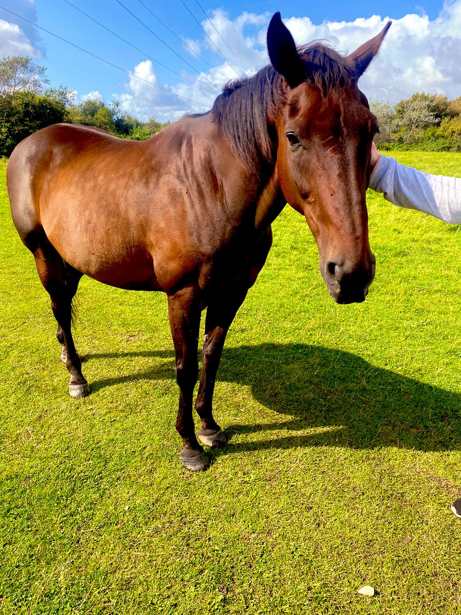 Wellbeing Wednesday Woodland Walking group for the ladies and gents on Bridge and Weaver today. 🐴🌳⛅️ #WellbeingWednesday #yousaidwedid #RRP <a href="/Mersey_Care/">Mersey Care NHS FT 🏳️‍🌈</a> <a href="/OT_EmmaB/">OT Emma</a> <a href="/Melissa_sheff/">Melissa Sheffield</a> @JR_MerseyCare <a href="/CMcDon_/">Dena Mc 💙</a> <a href="/_jesscullen/">Jessica Cullen</a> <a href="/ruth_haley74582/">Ruth Haley</a> <a href="/GemmaNewton17/">Gemma Newton</a>