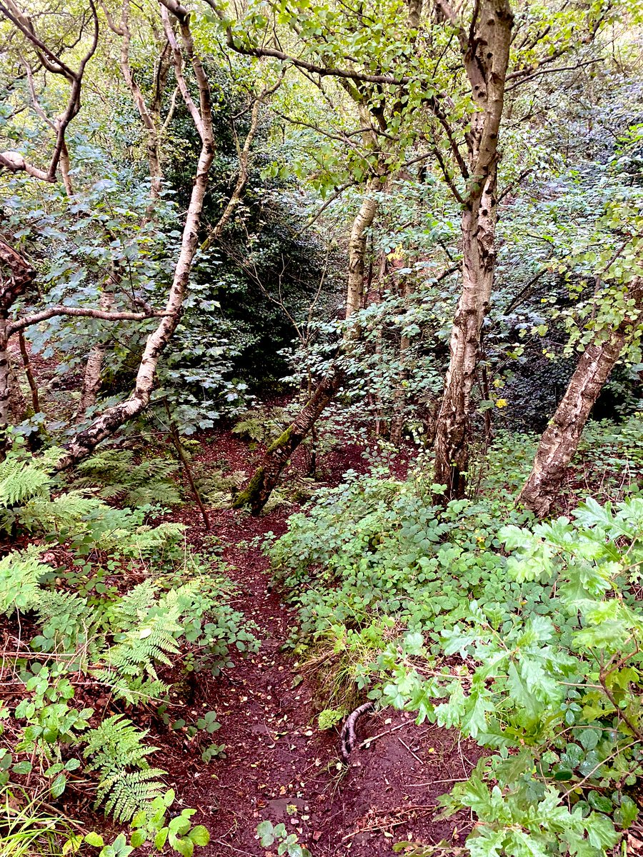 LauraTomkins_bridge tweet media