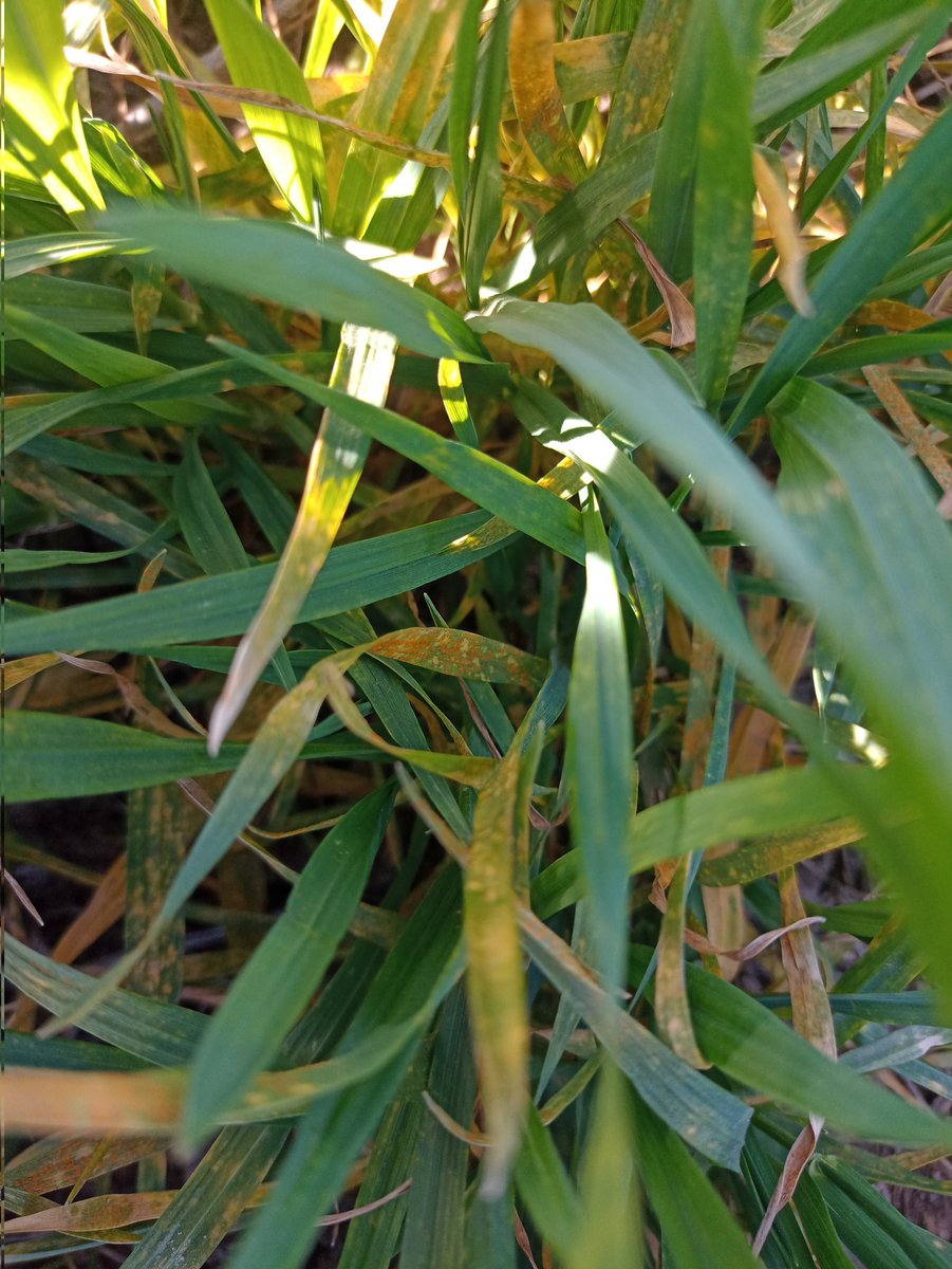 mauschachner's tweet image. Hay un poco de trigo en la roya. 🔥😱😲