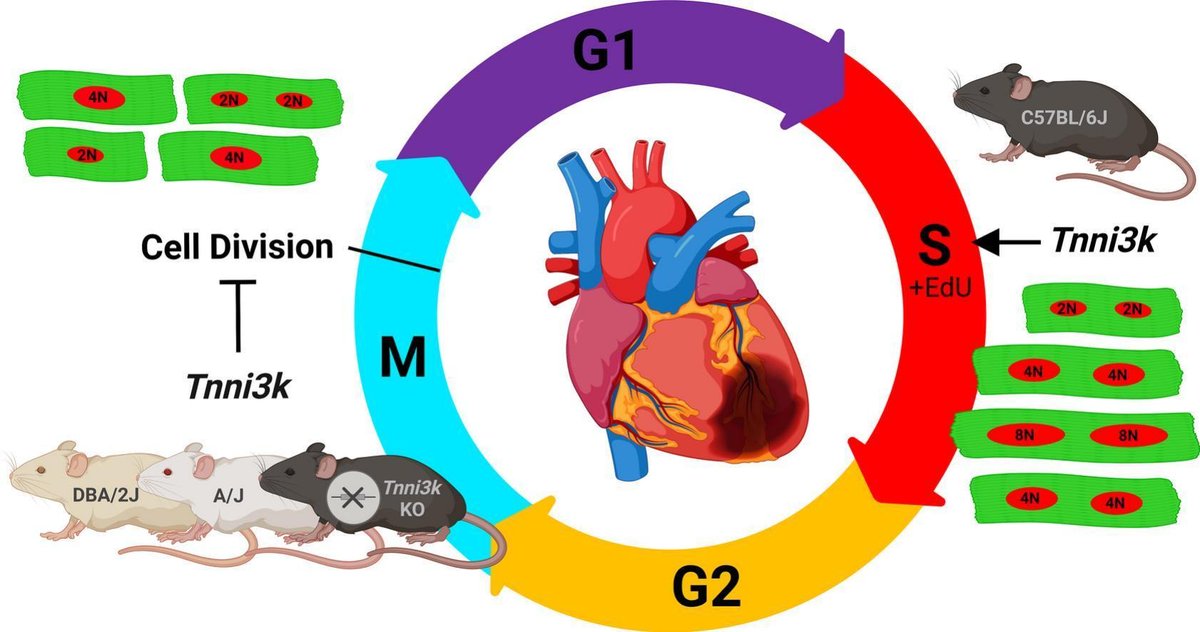 Just published! Authors from @cvcatMCW offer new contributions to the Tnni3K debate in the most recent issue of JMCC. 

Read their article, "Tnni3k influences cardiomyocyte S-phase activity and proliferation", at: buff.ly/3L2Hm88 

@scientistswift  <a href="/caelagamoo/">Michaela Patterson</a> <a href="/MCW_CBNA/">CBNA</a>