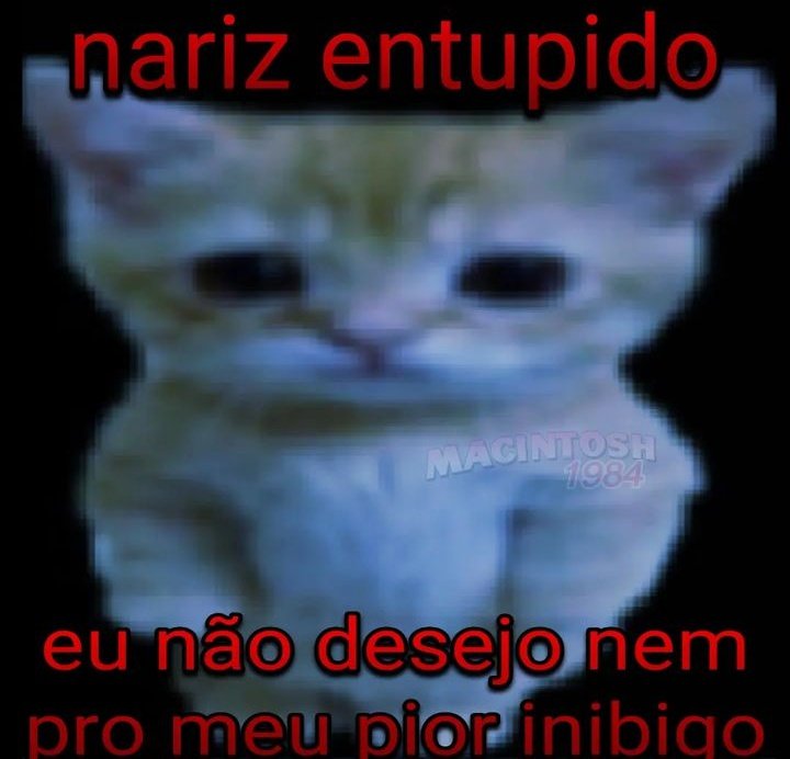 perfil dedicado a gatinhos e peitos tweet media
