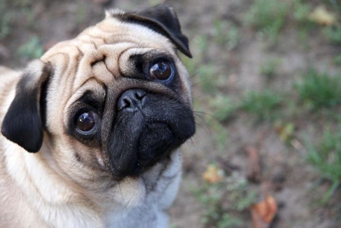 HORA DA BIOLOGIA CARALHO!!

PUGS NÃO DEVIAM EXISTIR!! isso mesmo que você leu seu arrombado, hoje a aula vai ser polêmica, e eu vou explicar tudo pra provar que o Pug é uma raça que não deveria existir.