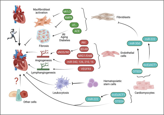 Beyond cardiomyocytes: Cellular diversity in the heart's response to exercise sciencedirect.com/science/articl… 
#SportsCardiology #exercise #Cardiomyocytes #basicscience