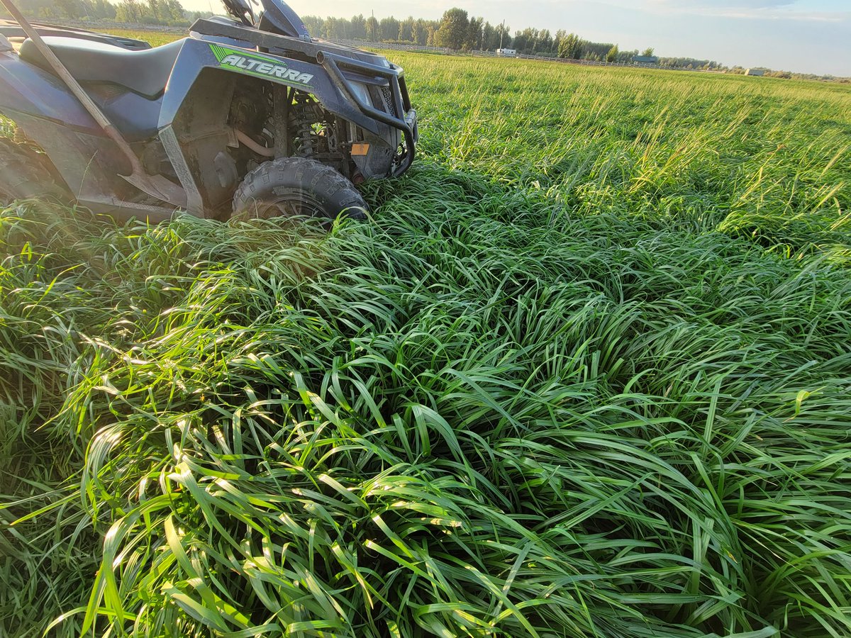 Italian ryegrass we seeded under irrigation. Feed results protein 25.8% TDN 70.71 RFV 144.61. Has kept 1 group of cows happy for sure. #albertairrigation #cowchow <a href="/UnionForage/">Union Forage</a> <a href="/GraemeFinn1/">Graeme</a>