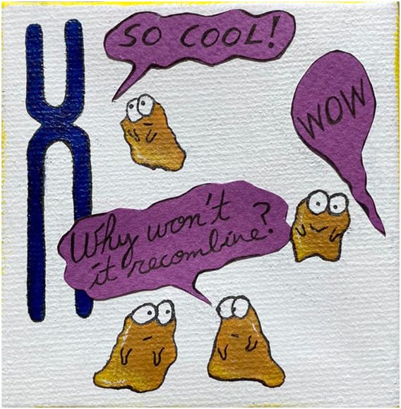 AsmaSaifudeen's tweet photo. Thrilled to finally share the preprint detailing my PhD work and S. Legrand's, focusing on meiotic recombination in the exotic yeast species L. kluyveri! Big thanks to all the co-authors, collaborators and my supervisor, B. Llorente! Happy reading!
Art credits: J. Chevallier😁 https://t.co/jlCBic6Xhy