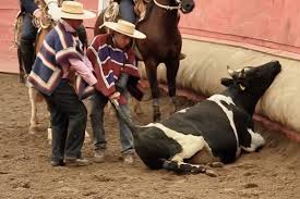 NOTICIERO ANIMAL ® 🐾 tweet media