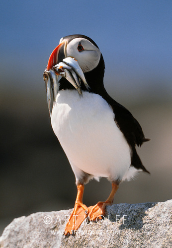 artwolfe's tweet photo. #FridayVibes  After a catastrophic 2021, Atlantic puffin numbers are rebounding &amp; stabilizing in Maine. Sand lances have been abundant this year, allowing the birds to thrive.
#winforwildlife #ExploreCreateInspire #birdphotography #conservationphotography #ilcp_photographers https://t.co/n2gkuImCaz
