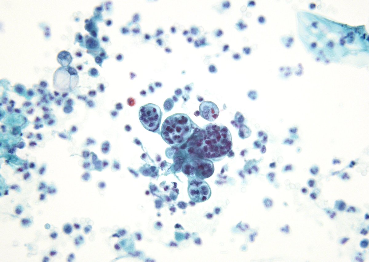 Syed Z. Ali tweet media