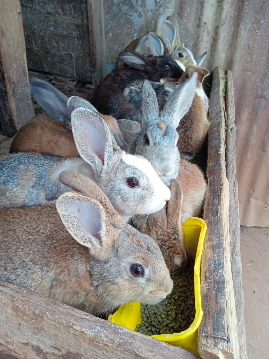 rabbittery024's tweet photo. These rabbits are available at our farm for takeouts at an affordable price.
☑️1month
☑️2months
☑️3months
☑️4months
Call/Text on WhatsApp _0794326042
#unemployment 
#smallbussinessideas 
#rabbitfarming
#agriculture https://t.co/12v1A5J086