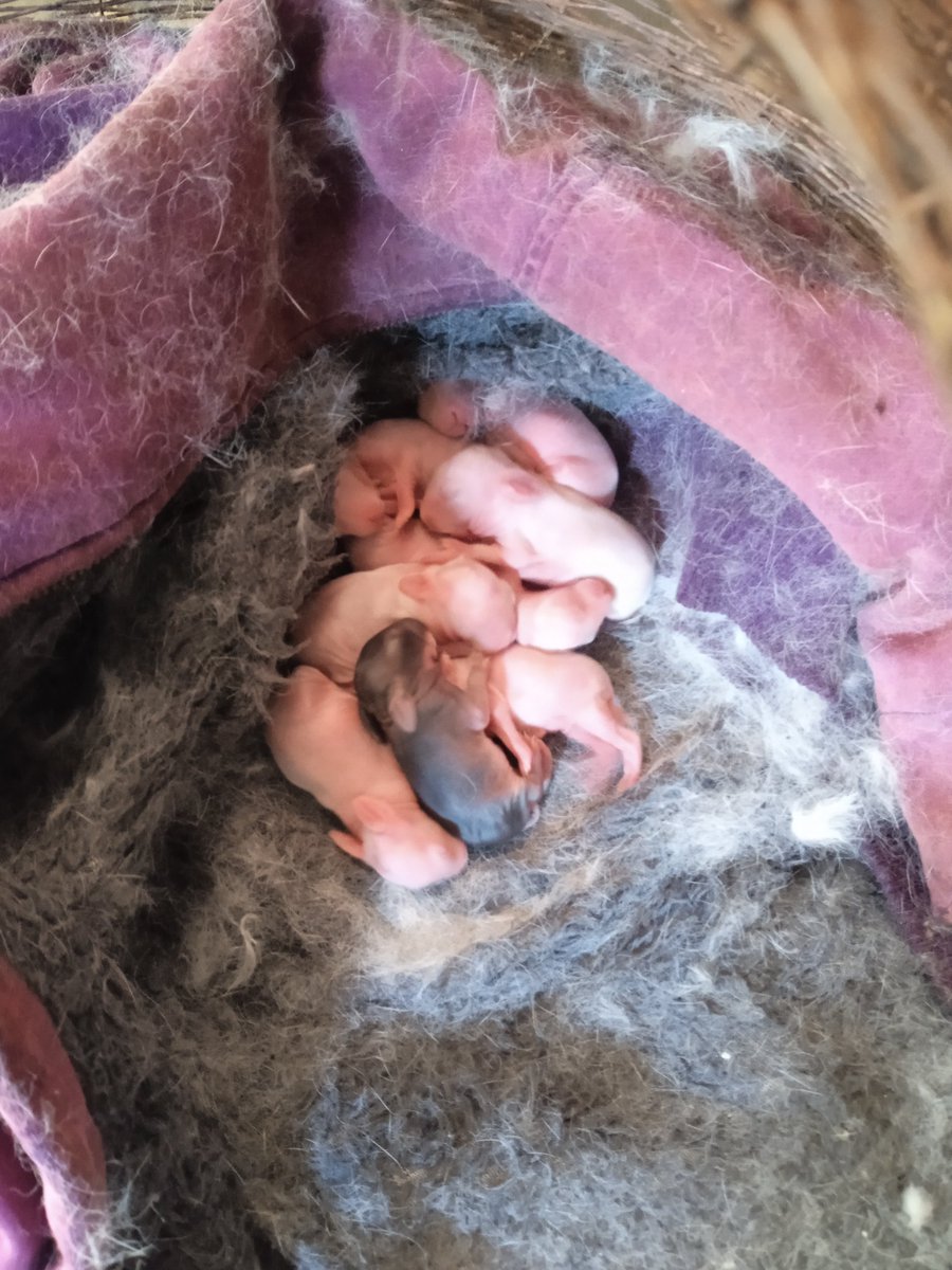 rabbittery024's tweet photo. These rabbits are available at our farm for takeouts at an affordable price.
☑️1month
☑️2months
☑️3months
☑️4months
Call/Text on WhatsApp _0794326042
#unemployment 
#smallbussinessideas 
#rabbitfarming
#agriculture https://t.co/12v1A5J086