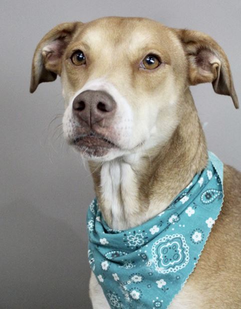 Parks Paws Pet of the Week!  🐾 Meet Monica...again🐾
She is a Female hound mix,3 yrs old. She is already spayed, microchipped and vaccinated.
This affectionate lady is ready to meet her new family. She is still waiting. For info on this girl visit: spr.ly/6013PswTJ