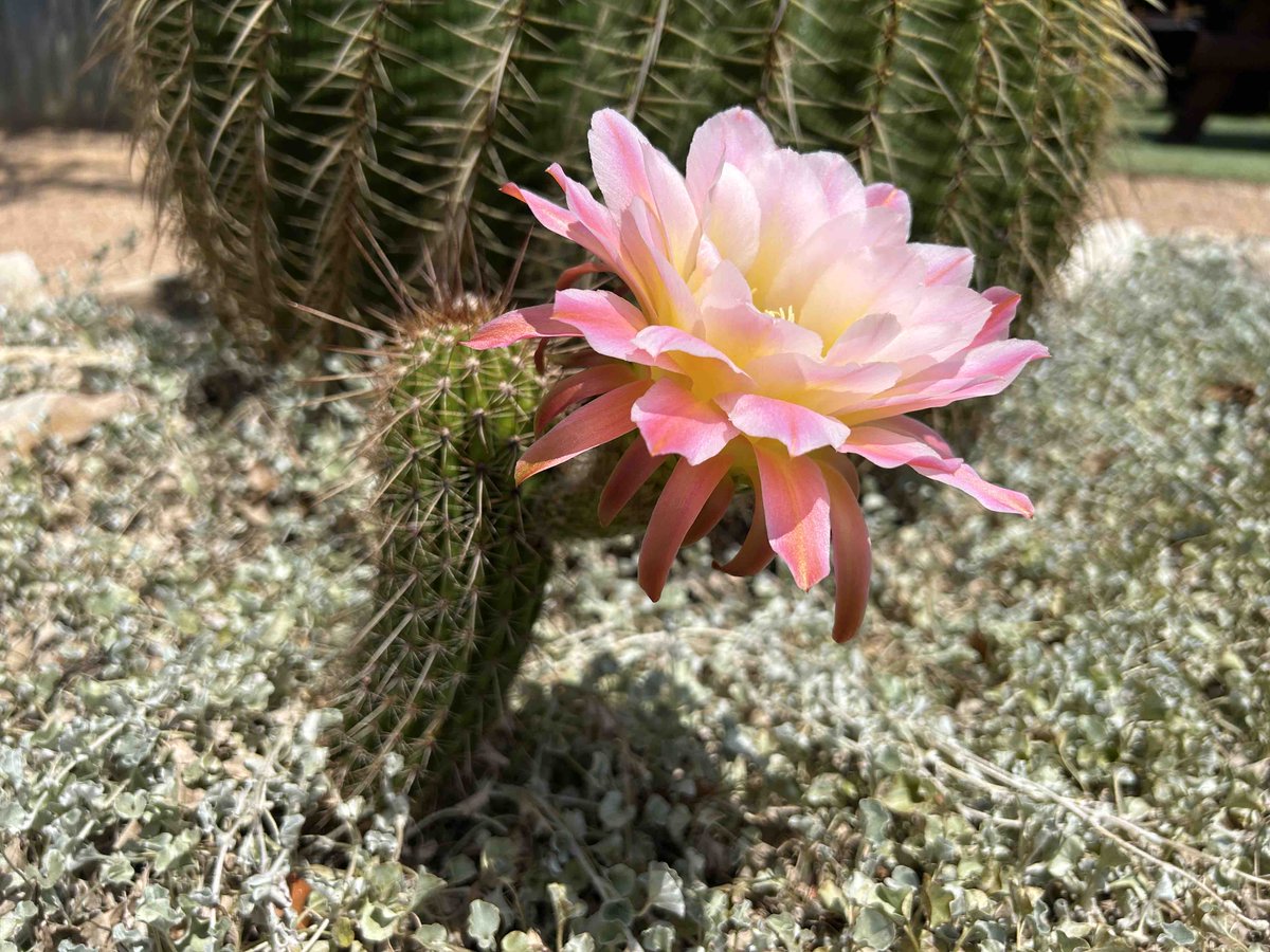 ridgemktplace's tweet image. She’s blooming again 🤩 🩷💛

#bloomingcactus #pinkandyellow