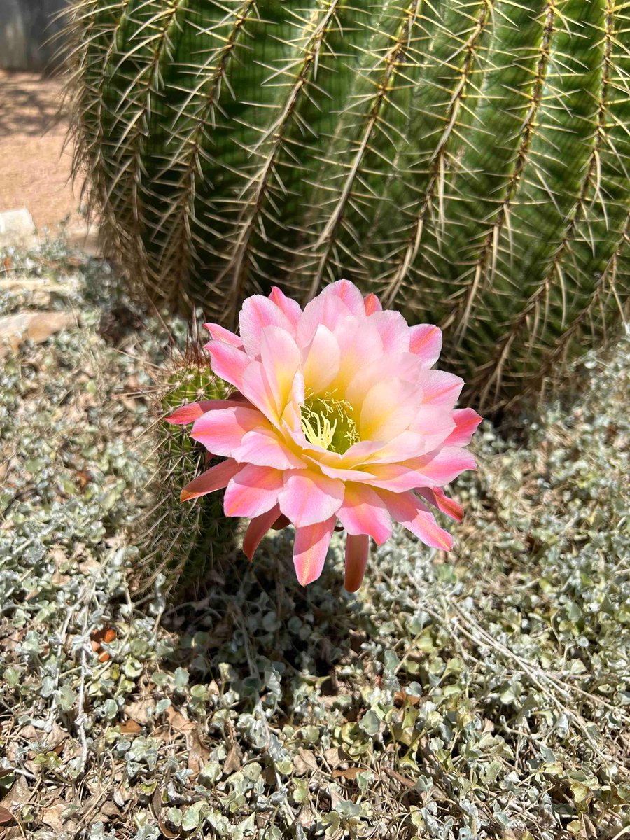 ridgemktplace's tweet image. She’s blooming again 🤩 🩷💛

#bloomingcactus #pinkandyellow