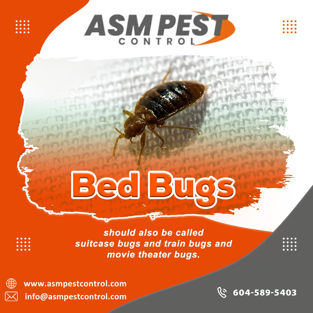 asmpestcontrol's tweet image. Get the best bed-bug treatment from ASM Pest Control service and have a stress free life. Our bed bug control services will help and treat bed bugs at all life stages.
📷- 604 - 589 - 5403
📷- asmpestcontrol.com/bed-bug-contro…
.
.
.
#asmpestcontrol, #pestremoval, #pestcontrol, #bedbugs