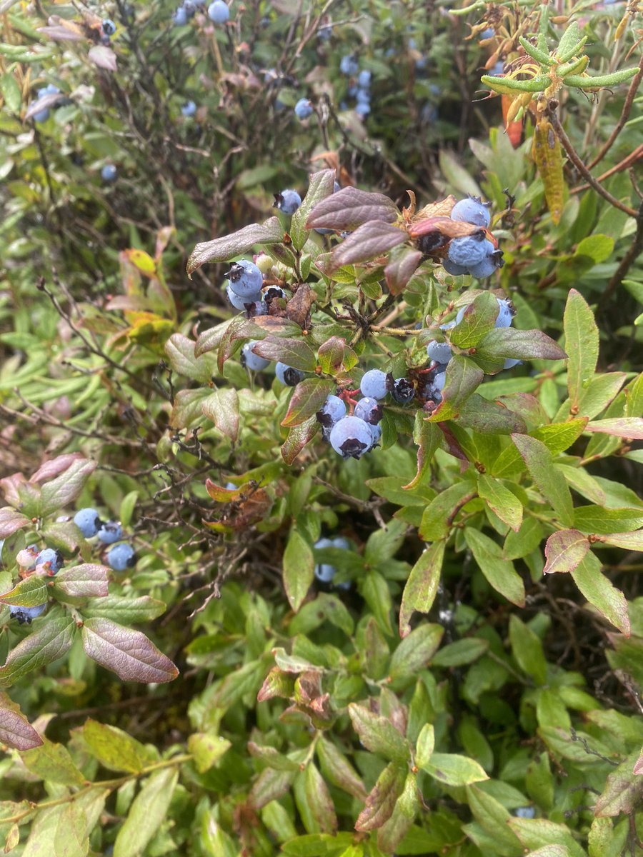 shazam110's tweet photo. The bog is where it’s at today! Aitkin County foresters actively manage the public wooded acres across the county. A bonus is a managed area for blueberries along the Soo Line Trail. Doing ecological forestry inspired by Jerry Franklin in Washington State. https://t.co/gGQsDcwX5k