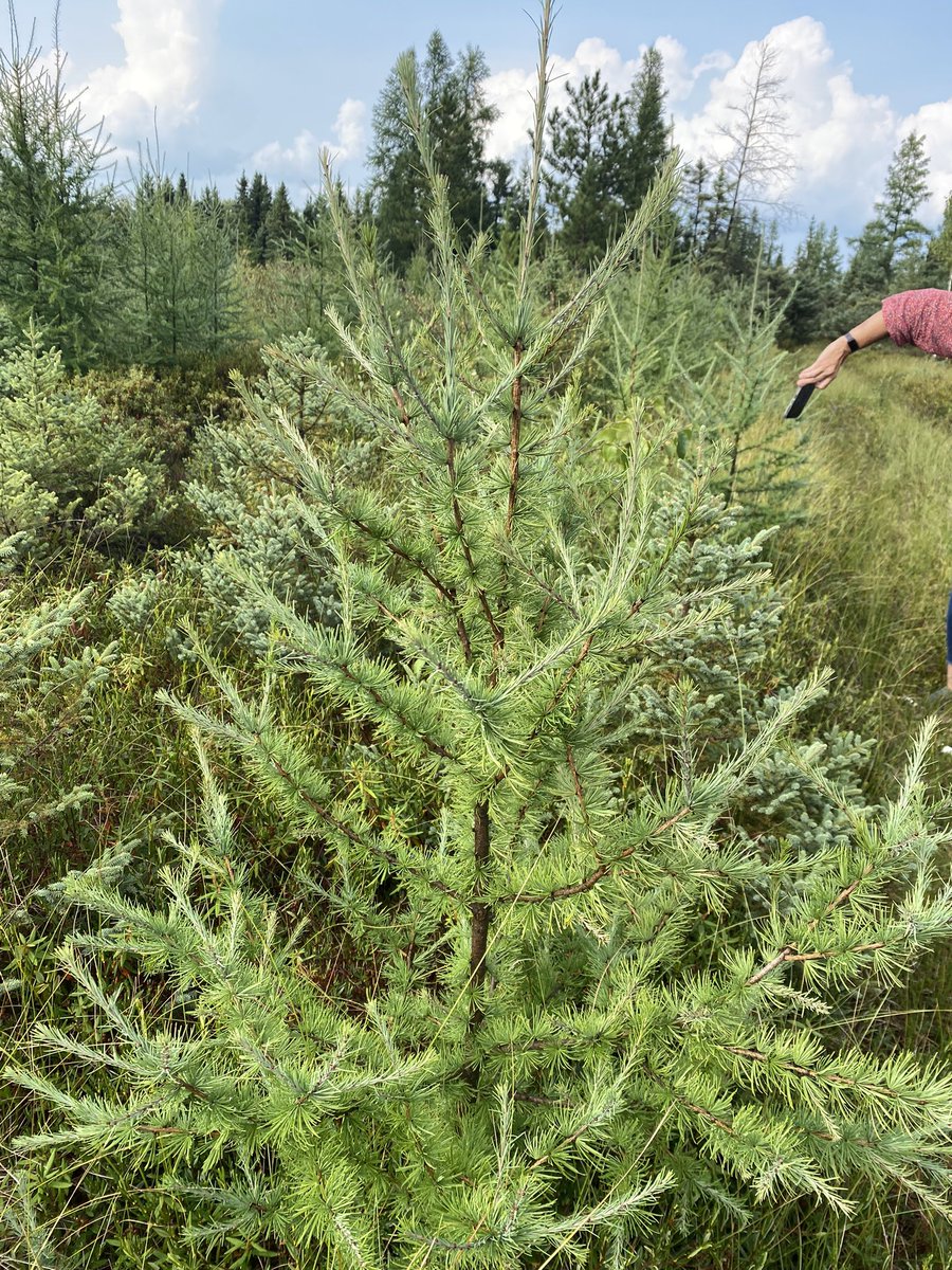 The bog is where it’s at today! Aitkin County foresters actively manage the public wooded acres across the county. A bonus is a managed area for blueberries along the Soo Line Trail. Doing ecological forestry inspired by Jerry Franklin in Washington State.