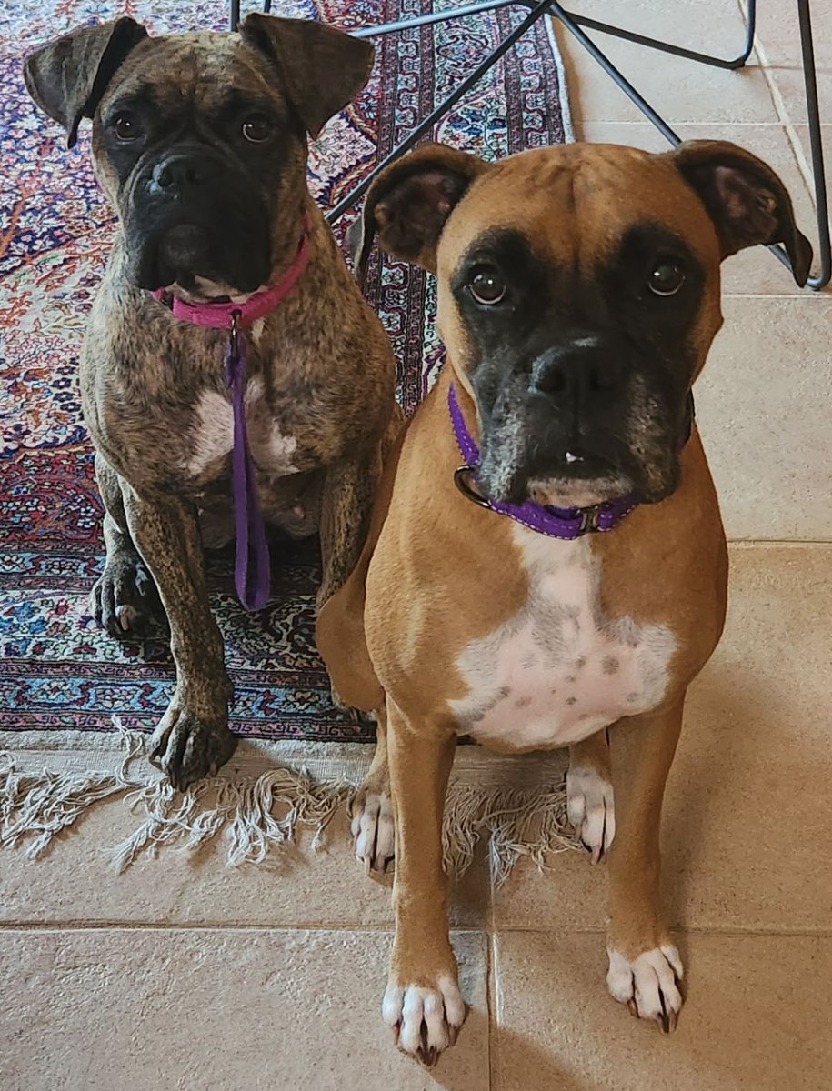 FishVeroBeach's tweet photo. @AmandaGolf59 Kayla and Dolly said Happy Birthday! https://t.co/K2oEAVcCic