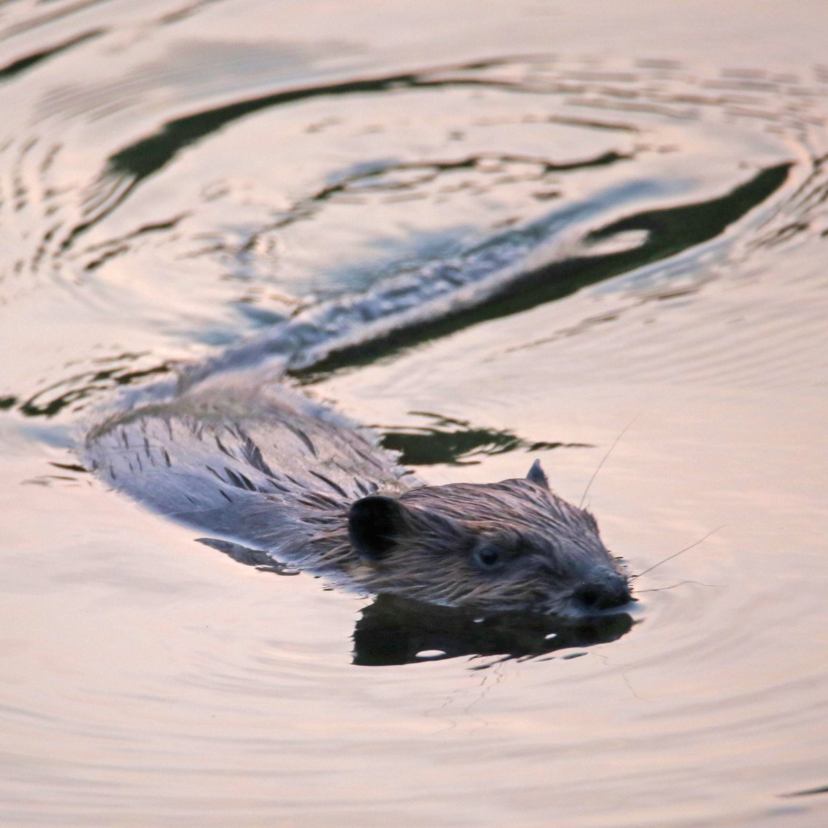 Robert Loerzel tweet media