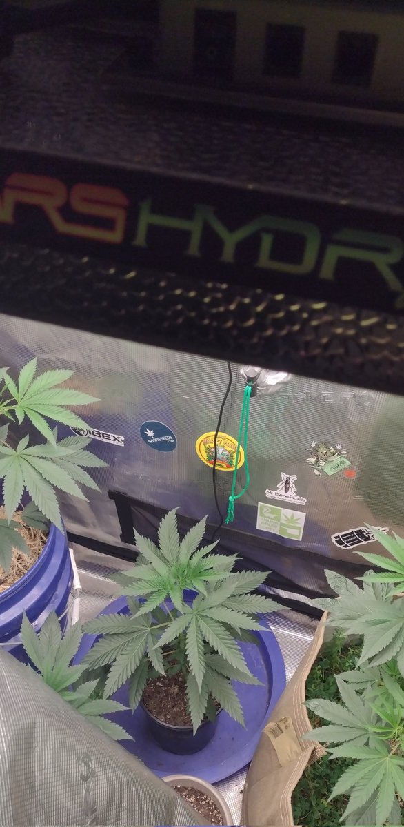 DjVisionaire's tweet photo. π± "Southern Sugar"
𧬠@exoticgenetix
π¨ @buytheseed
π‘βΊππ¨ @MarsHydroLight #Tsw2000 #AllInOneGrowKit
@iBEX_Nutrition π #KidCatapult
#growyourown #CannabisCommunity #CannaLand #exoticGenetics #420friendly #StonerFam #Weedmob https://t.co/EUhBSDYX7q