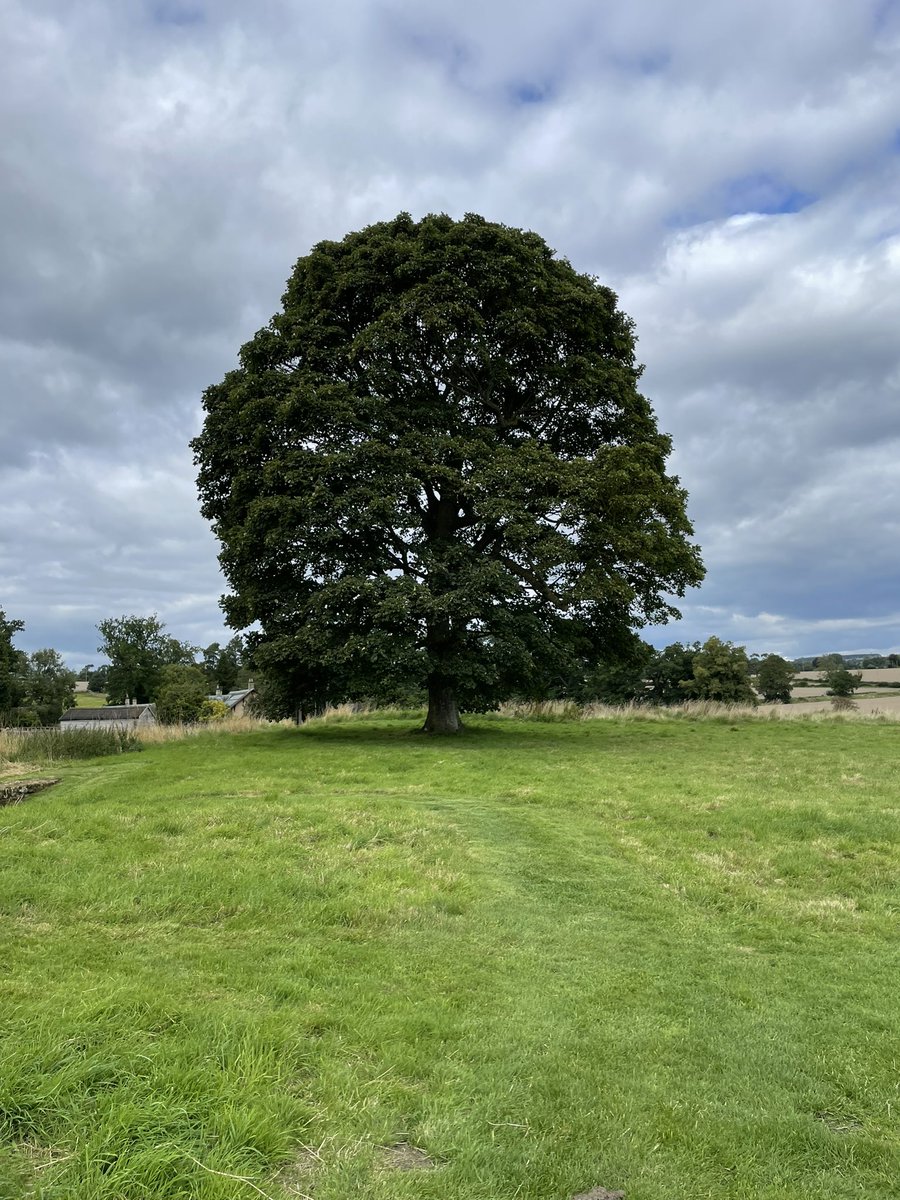 Havnt spotted a decent tree in a while, this one’s a beauty! #TreeClub