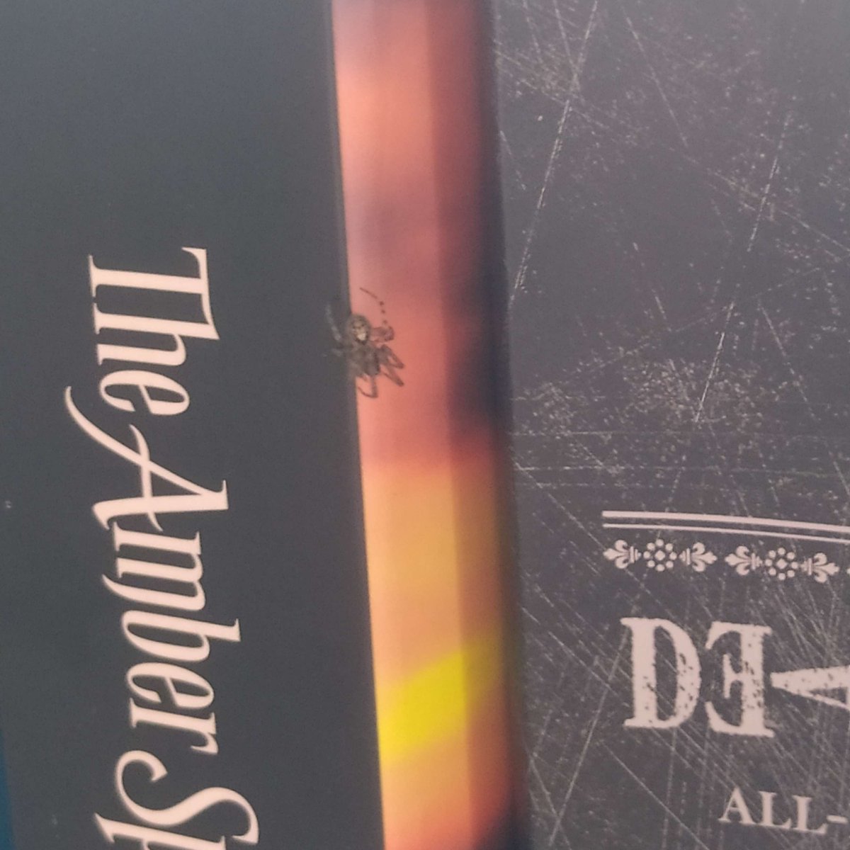 beccasbrainbox's tweet image. my new spider book friend
i need to name him
he lives in my books
he was found sitting on my shoulder