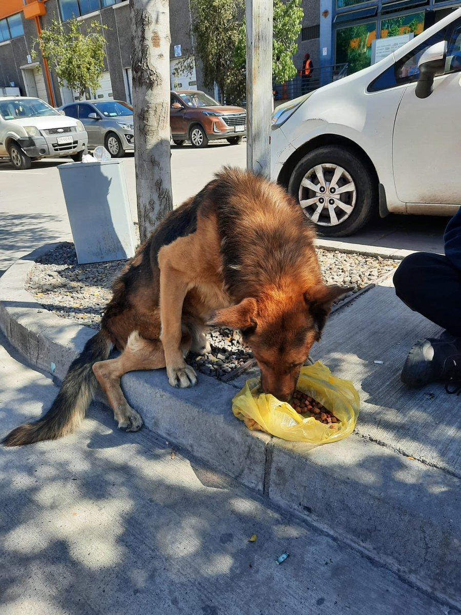carolinapinoc's tweet photo. Chicos me llega caso en Pudahuel de abuelito perruno abandonado día de lluvias, por tiempo x temas familiares no puedo asumir caso al 100, habrá un hogar temporal para apoyar gestión Veterinario ? https://t.co/FFqXbAR4lt