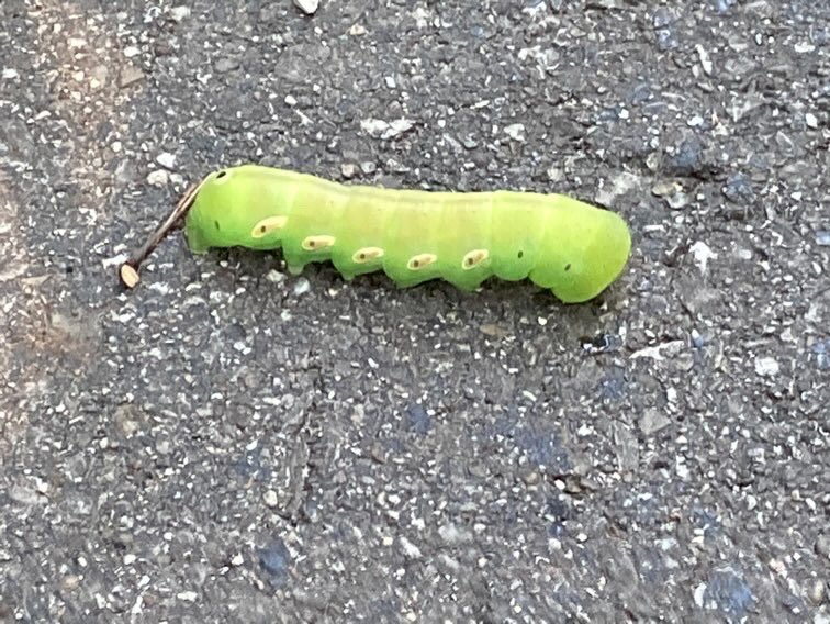 We would like to thank Traci Liles, for capturing this picture of a Pandorus Sphinx caterpillar, along the Marion Tallgrass Trail. 

#marioncountyparkdistrict #mariontallgrasstrail #marioncountyOH #ohiowildlife #ohionaturelovers #ohionature #MarionOhio #MarionMade #naturelover