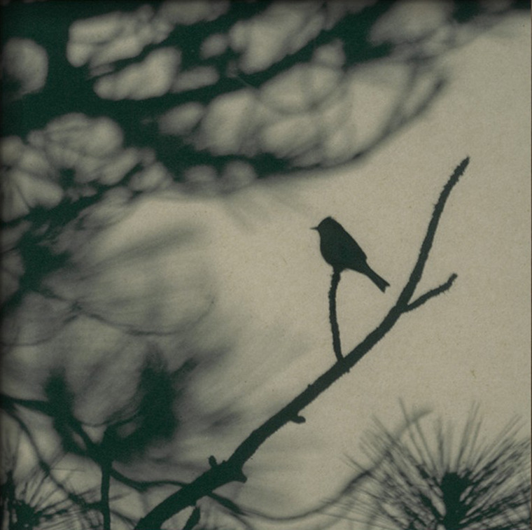 Elena Ray, Caligraphy Bird.