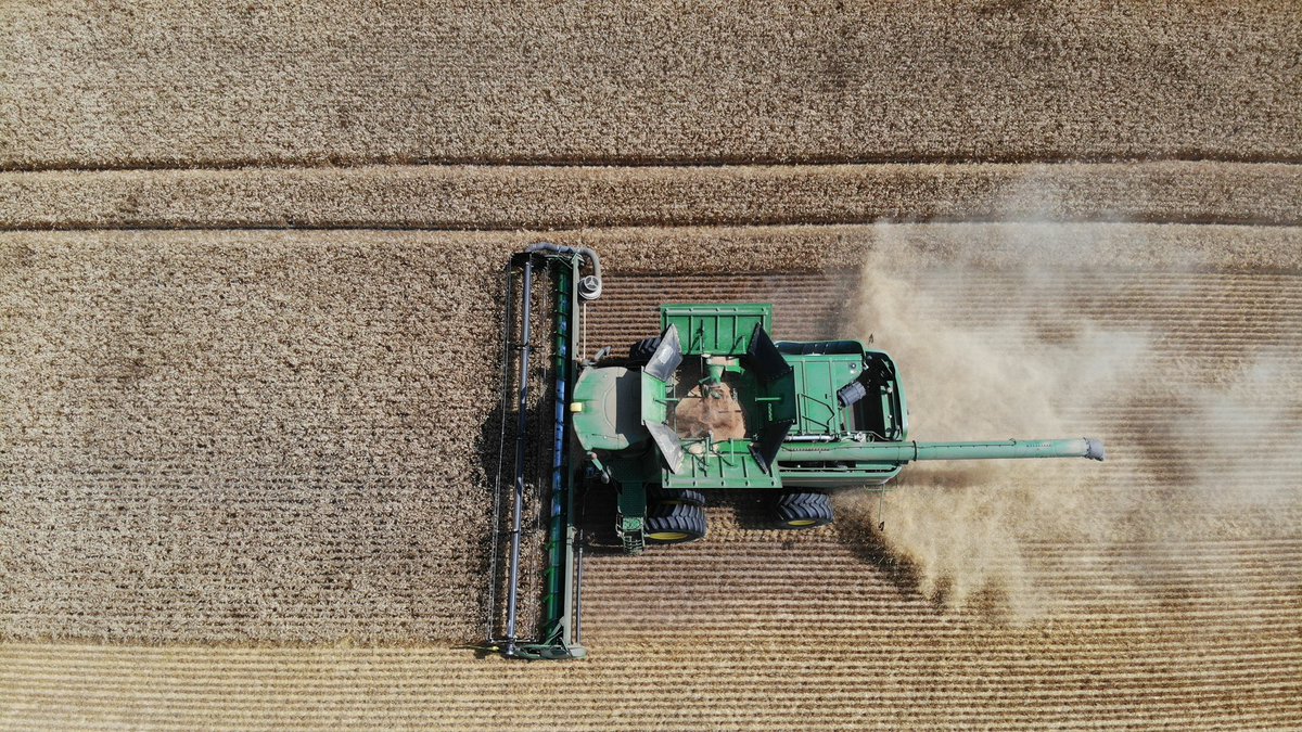 Thrashing wheat #letsgetthiswestbred