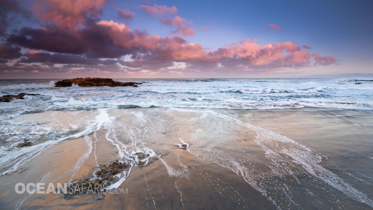 SafariMonterey's tweet photo. Another reason to go to the beach today!
It is  #nationalbeachday https://t.co/HopUK3xlkw
