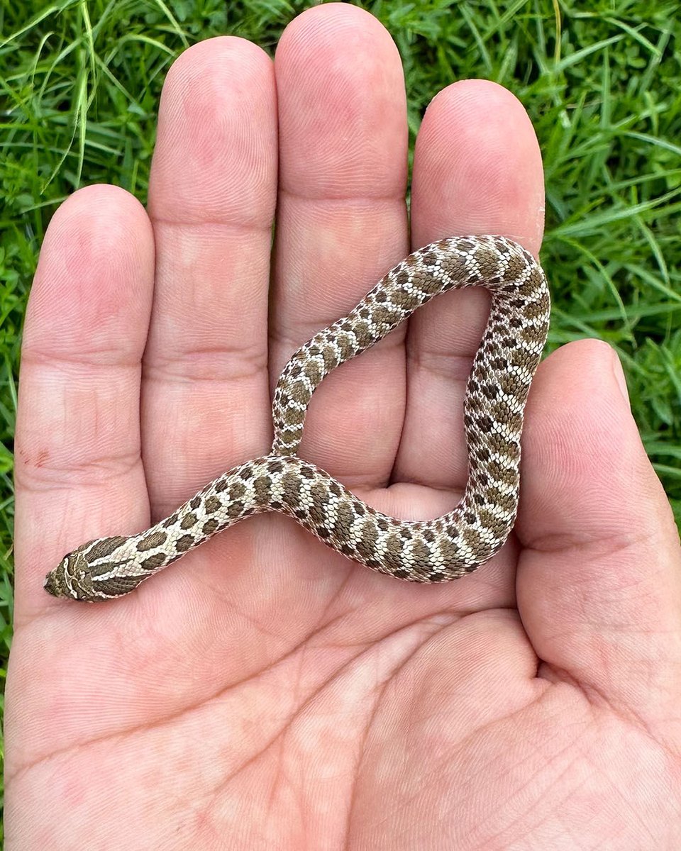 2023 baby #hognosesnakes in stock! See all available morphs bit.ly/44CHfqx here. Buy Now Pay Later.  #XYZReptiles #Hognose #WesternHognose #HognoseSnake