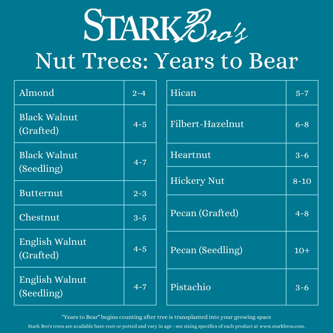 starkbros's tweet photo. Invest in your property with beneficial nut trees! ๐ก
Shown is the average number of years to bear for each nut variety, with proper care and pollination needs met. ๐ฐ
๐ Read More Here
https://t.co/UcIoC5Wagk
.
#nuttrees #patience #sustainableliving https://t.co/D35rvvCaQx