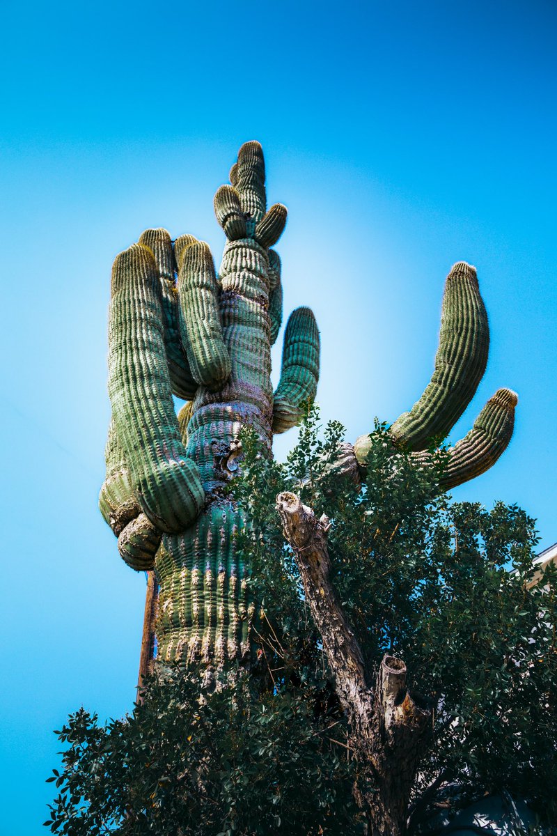 Big ole cactus out in west Texas

#photooftheday #photography #naturephotography #canonphotography #canonusa #bigbendnationalpark #texasphotographer #texas #hikingadventures #hikingtrails #landscapephotography #pecosriver #cactus #cactusinstagram