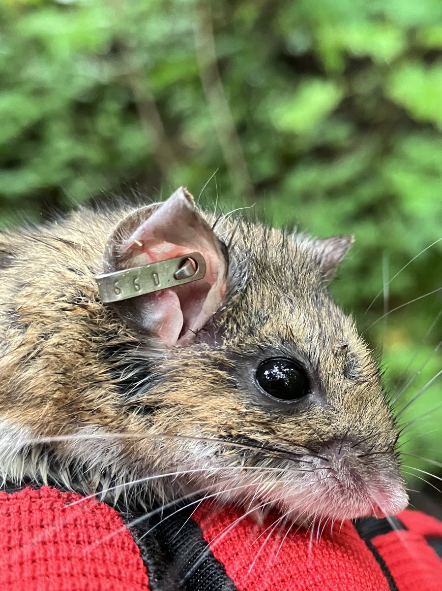 Wrapping up summer trapping at UNDERC and thought I’d post another #MeetAMouse. This fellow is 0659-0660, tagged just over a year ago! He’s from the infamous Storage grid, which was ravaged by a microburst in 2016. New fast-growing vegetation provides awesome habitat for mice!