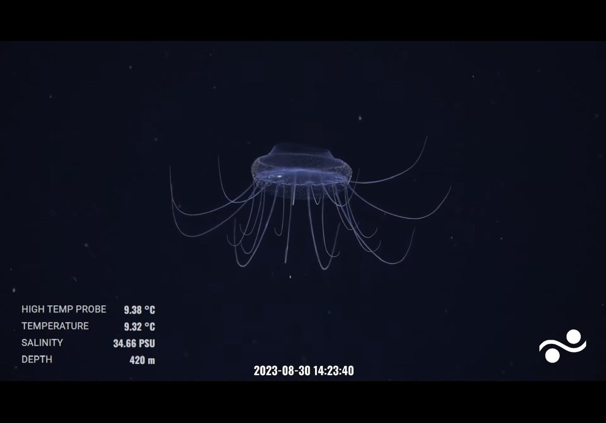 A jelly (halicreas minimum?), a cluster of radiolarian like protists, and a solmissus jelly. So much beauty in the midwater. Navidad Vent Field @SchmidtOcean #GalapagosVents