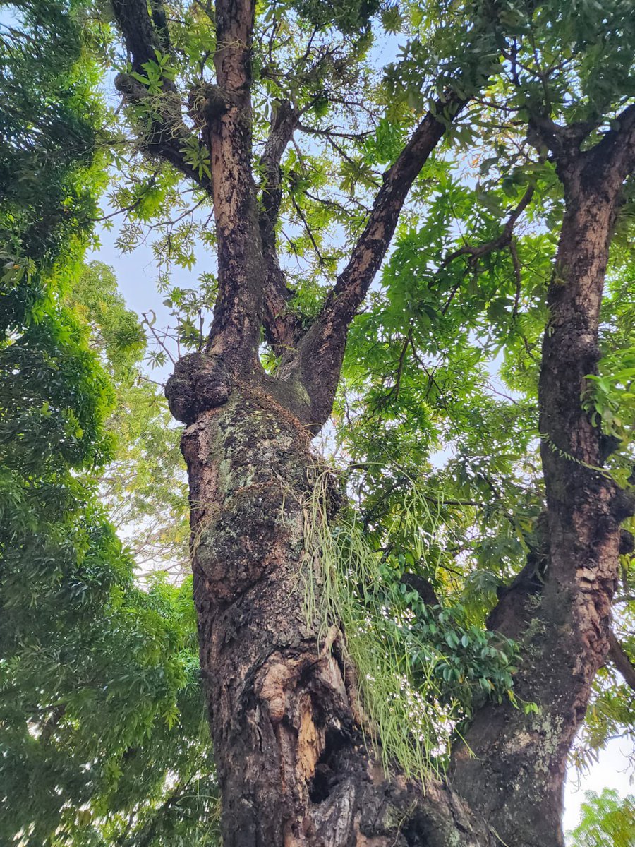 archiurbe's tweet photo. Isso por que as árvores são centenárias e que estavam com vários galhos comprometidos e com risco de acidente.

Informou ainda que as referidas árvores apresentam sinais de senilidade, aparentemente morrendo ou estão na maioria infestada de pragas e a técnica utilizada. https://t.co/6M8fj3XVaX